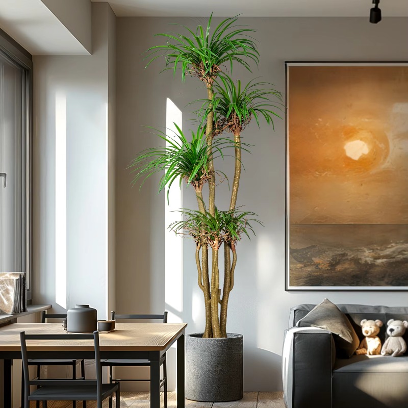 Binnen/buiten huis boom gesimu - Dracaena Marginata recensie en prijs