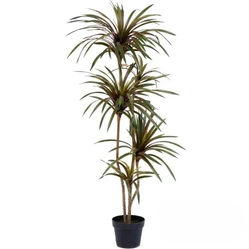 Simulatie Kleurrijke Paardenst - Dracaena Marginata recensie en prijs