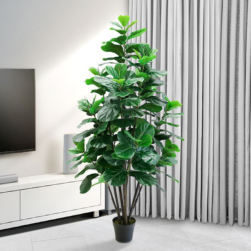 35-150cm Tropische Boom Grote  - Ficus Lyrata Tree recensie en prijs