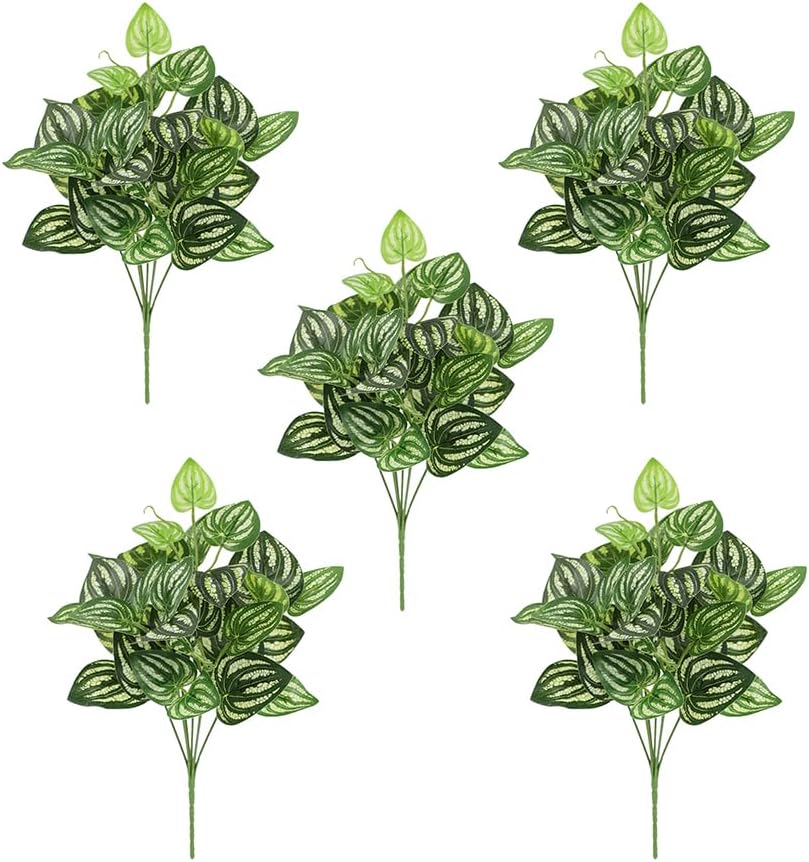 5 Stuks Watermeloen Peperomia  - Peperomia Watermelon recensie en prijs